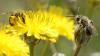 Andrena sp.